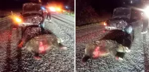 Yola aniden çıktı, kazaya neden oldu