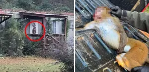 Anne, çocuklarını korumak için hastalıklı maymunu öldürdü