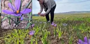 O ilimiz resmen şaha kalkacak Fiyatını duyanlar ’’yok artık’’ diyor