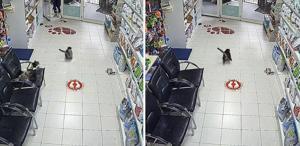 Avcılar’da 3 çocuk veterinere torpil attı içerideki hayvanların kaçıştığı anlar kamerada