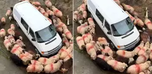 Esrarengiz olay Aynı şeyi dakikalarca hep birlikte yaptılar