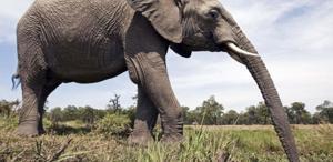 Fil hortumundaki kedi bıyıklarının sırrı çözüldü