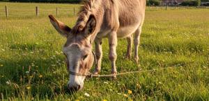 Tek Tırnaklı Hayvan Sayısı Düşüyor