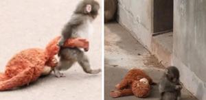 Annesi tarafından terk edilen maymun viral oldu Aradığı şefkati peluş oyuncakta buldu