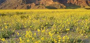 Kıyamet alameti mi Ölüm Vadisi’nden gelen görüntü dünyayı şoke etti
