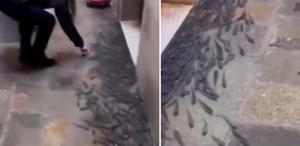 Ülkede şoke eden görüntü Balıklar sokaklara taşındı