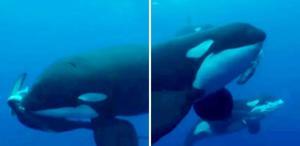 Denizlerin efendisi kim Orkalar köpekbalığını saniyeler içinde parçaladı