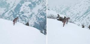 Tunceli’de karlı vadiyi izleyen vaşağın görüntüleri nefes kesti