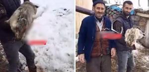 Ahıra giren çoban, devasa tavşan ile karşılaştı