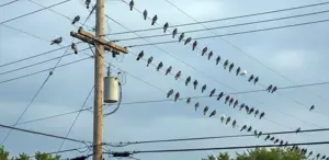 Polonya’nın Krakow kentinde güvercinlere “doğum kontrolü“ uygulanacak