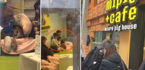 Japonya’da bir Türk’ün şaşkınlığı: Domuzlarla kahve keyfi