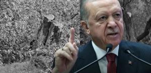 Cumhurbaşkanı Erdoğan’dan Milas’taki zeytin ağacı katliamına sert tepki: İzin vermeyeceğiz