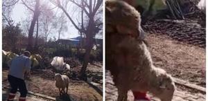 Koçla güreşti, sosyal medyayı salladı Gençlere ilham olacak