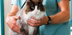 Dikkat çeken araştırma Kediler, insanlarda kanser tedavisi için yeni ipuçları sunabilir