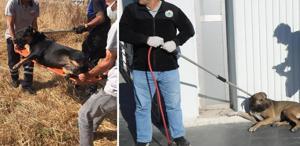 Şanlıurfa’da Sahipsiz Hayvan Projesi Başarıyla Tamamlandı