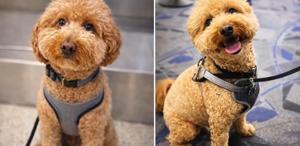 Havalimanında köpeğini gişeye bağlayıp terk eden kadın gözaltına alındı