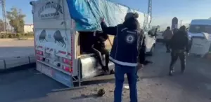 Hayvan dışkısının altından 19 kaçak göçmen çıktı