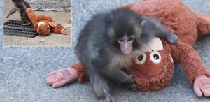 ’’Punch’ın annesi’’ Türkiye’de satışa çıkarıldı İşte almak isteyenin ödeyeceği para