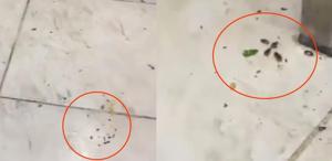 Her gün yüzlerce kişinin gittiği restoranda mide bulandıran görüntüler