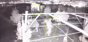 Hobi bahçesine giren 3 çocuk, 25 güvercini çalıp kaçtı