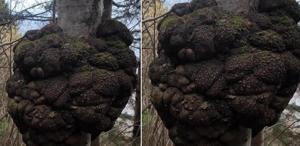 Ormanda gezen avcı fark etti Değeri altınla yarışıyor, büyüklüğü inanılmaz