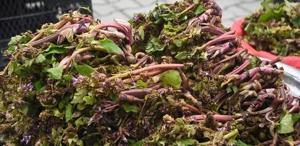 Savaşa giden askerler kullanırmış Faydaları saymakla bitmiyor