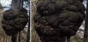 Ormanda avlanırken tesadüfen buldu Altın değerinde