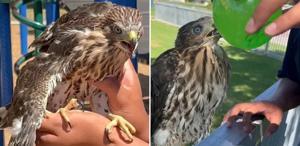 Koruma altındaki şahine içki içiren genç cezadan kaçamadı