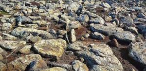 Şanlıurfa’da volkanik bazalt taşlarının altında cephanelik ele geçirildi: 8 gözaltı