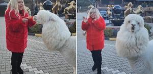 Safiye Soyman elleriyle besleği alpakanın yaptığı karşısında şoke oldu