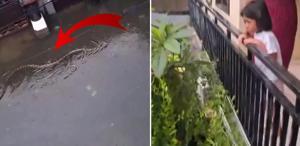 Halk diken üstünde Sokakta 5 metrelik pitonlar görülmeye başladı