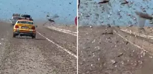 Kıyamet alameti gibi Dev çekirge sürüsü otoyolu istila etti