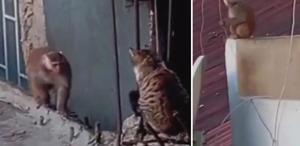 İstanbul’da çatıdan çatıya atlayan maymun ortalığı birbirine kattı