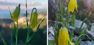 Kuşadası’nda “ağlayan gelinler“ çiçek açmaya başladı