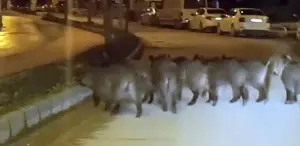 Hatay’da yaban domuzu sürüsü yerleşim yerine indi