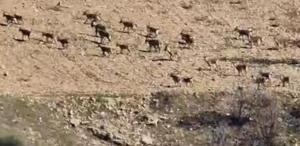 Zarar vermenin cezası 940 bin lira: Diyarbakır’da sürü halinde görüntülendi