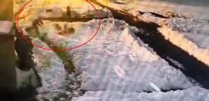 Hiç düşünmeden kurt sürüsünün içine daldı