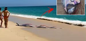 İki “kıyamet balığı“ sahile vurdu