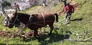 Aydın’da günlük 8 bin TL’ye at ile çift sürecek işçi bulunamıyor