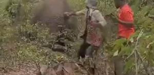 Yaralı filin kuyruğunu çekti, bedelini hayatıyla ödedi