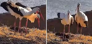 Yaren leyleğin eşi Nazlı da yuvasına döndü