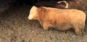 Görüntüler tepki toplamıştı Bakanlık hemen harekete geçti