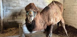 Şap hastalığı onları da etkiledi Erkenden inzivaya çekildiler