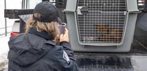 Kargo gemisine binen tilki 5 bin 500 kilometre uzakta ortaya çıktı