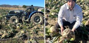 Pazarda 70 lira ama yüz binlercesi tarlada çürüdü Üreticilerden çağrı var