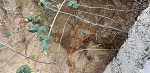 Fidan dikmek için bahçeye indi, toprağı eşeleyince dehşetle karşılaştı