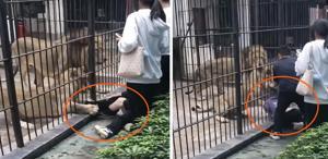 Çin’de dehşet anları: Aslan 10 yaşındaki kızın bacağını yakaladı