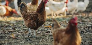 Ülkeyi sarsan skandal Tavuklara cinsel saldırıda bulunan şüpheliye 3 yıl hapis