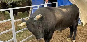 Boğa Saldırısında Besici Yaralandı