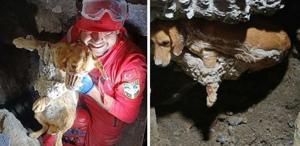 Kuruyan betonda mahsur kalan ’Paris’, 7 saat sonra özgürlüğüne kavuştu